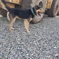 واگذاری سگ نگهبان صفت...