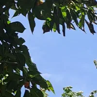 باغچه|فروش زمین و ملک کلنگی|کن, |دیوار