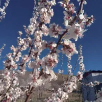 باغ یک قطعه انگور و میوه در قلعه فرهادخان|فروش زمین و ملک کلنگی|سنقر, |دیوار