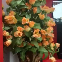 گل و گلدون|گل مصنوعی|قم, آذر (نکویی)|دیوار