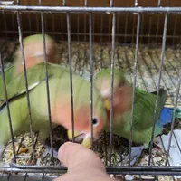 طوطی بریزیلی (گرینچیک) صورت هلویی|پرنده|تهران, تهرانسر شرقی|دیوار