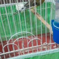 قناری نر مست بخون شلاقی به شرط خوندن|پرنده|پاکدشت, پاکدشت (مامازند)|دیوار