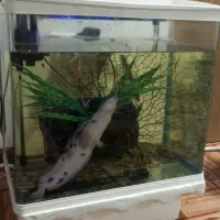 تزیینی|ماهی|دیلم, |دیوار