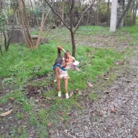 سگ باهوش نگهبان..گرگی میکس|سگ|کیاشهر, |دیوار