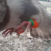 کبوتر پرشی.کود بار|پرنده|سبزوار, شرق کال میانی|دیوار