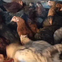 خروس.      درشت جوجه کباب