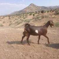 بز بزغاله