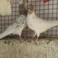 کفتر کبوتر|پرنده|مشکین‌دشت, |دیوار