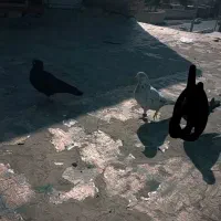 ۳تاکبوترپرشی ۴ساعتی بدرنگ زاغ بازی دارشوخ درجه یک