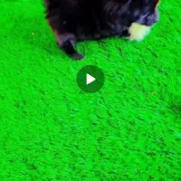 سگ  پامرین دوسر خرسی سایز صفر