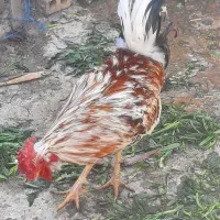 خروس چهل تاج