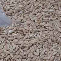 گندم دیم بذری حدودا یک تن تمیز درشت