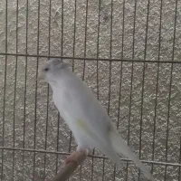 قناری نر سوپری|پرنده|رشت, صفاری|دیوار