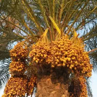 برداشت ۲۰۰کیلو خرما از یک درخت