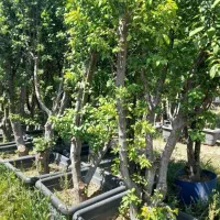 درخت مهر امتیاز