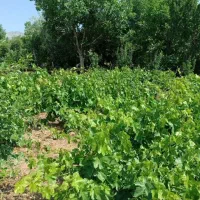 فروش فوری باغ در روستای خوش آب و هوا
