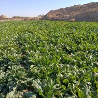 چغندر رسمی فروشی