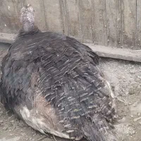 بوقلمون کرچ