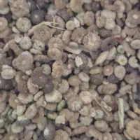 بذر ختمی خبازی (پنیرک)