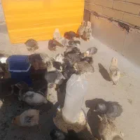 فروش جوجه مرغ محلی