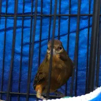 قناری سرخ شیرازی