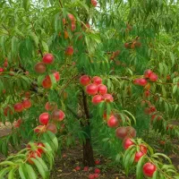 جشنواره پاییزی فروش نـهـاـل صنوبر تا 40٪ تخفیف|خدمات باغبانی و درختکاری|سراب, |دیوار