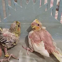 جو جه عروس هلندیَ