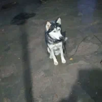 سگ هاسکی نر