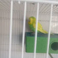 مرغ عشق انگلیسی|پرنده|شیراز, سعدیه شمالی|دیوار