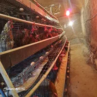 مرغ بومی گلپایگان|حیوانات مزرعه|فریدونشهر, |دیوار