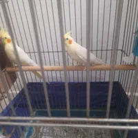 عروس هلندی لوتینو|پرنده|قدس, شهرقدس|دیوار