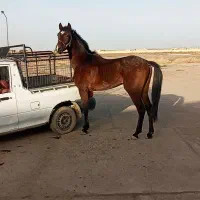 نریون عرب خالص قد بلند