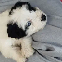 سگ بردر کولی