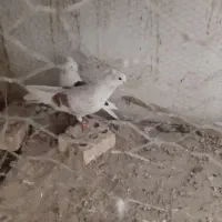 دوکت هفت رنگ .طوقی.دورگ|پرنده|فولادشهر, C3|دیوار