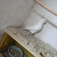 فقط تماس
