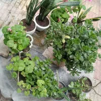 گل گیاه|گل و گیاه طبیعی|لاهیجان, کاروانسرابر|دیوار