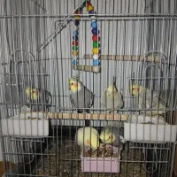 طوطی عروس هلندی