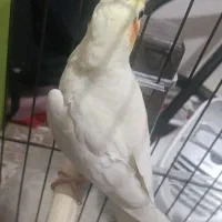 عروس هلندی|پرنده|گلستان (تهران), |دیوار