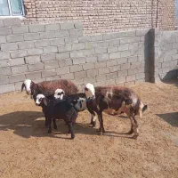 میش وبره پلنگی|حیوانات مزرعه|الشتر, |دیوار