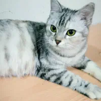 گربه برتیش باردار