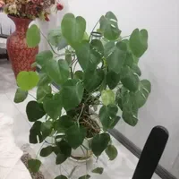 گلهای سر سبز وشاداب آپارتمانی