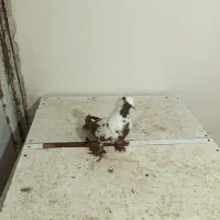 قرمز نشان فیلی|پرنده|نمین, |دیوار