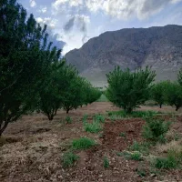 باغ بادام پوست کاغذی دولت آباد صحنه آبیاری قطره ای|فروش دفتر صنعتی، کشاورزی، تجاری|صحنه, |دیوار