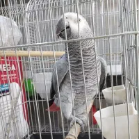 کاسکو