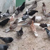 جوجه پرشی به شرط