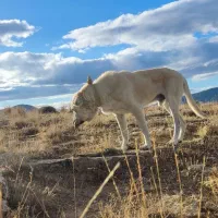 سگ گم شده درماکو