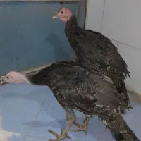 بوقلمون سالم وسرحال|حیوانات مزرعه|چهارباغ, |دیوار