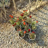 گل و گیاه|گل و گیاه طبیعی|ورامین, ورامین|دیوار