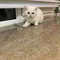 بریتیش شورت هیر