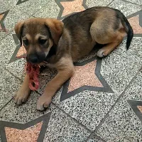 واگذاری رایگان توله سگ